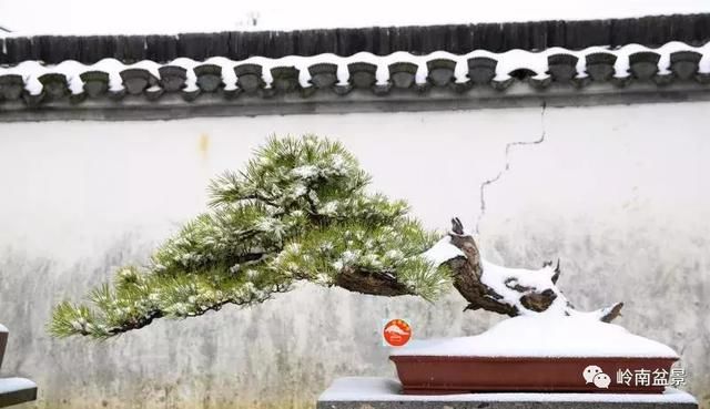 一组盆景作品欣赏,雪中赏盆景,别具一番风韵!