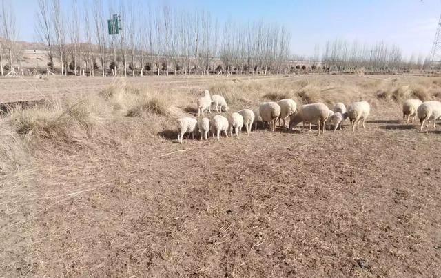  【不想】不知道回乡干什么好，真的不想打工，有什么建议吗？