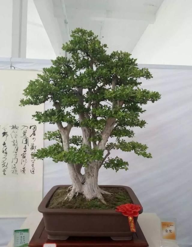 中国?新沂第二届精品盆景展回顾