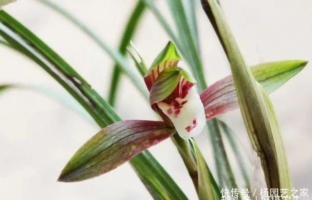 好处:新手养兰花,叶片喷雾有什么好处?