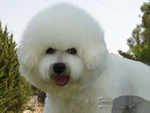 比熊犬的价格揭秘：让宠物成为您的家庭伙伴