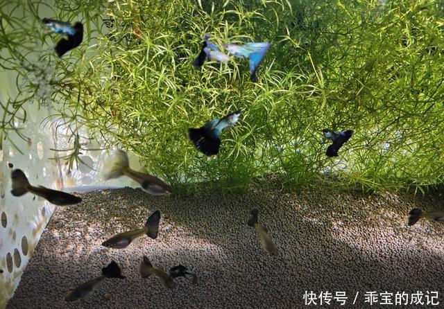  『养鱼老道』为什么说瞧不起饲养练手鱼的鱼友，其实就是瞧不起我们自己？