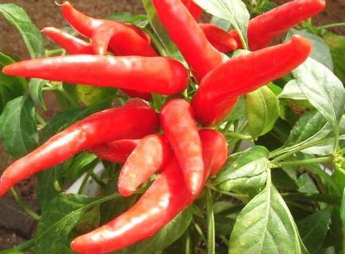 经常吃辣椒是致癌还是抗癌，网络传言太可恶，靠谱的答案是这样！