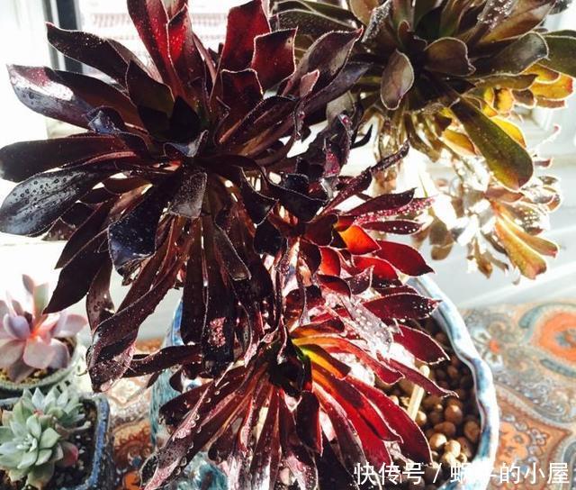  [最易]想在家摆几盆花草就选3款多肉，好看又好养，最易长成高价老桩