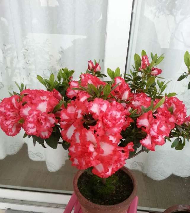  「观赏价值」此款花卉植株低矮四季开花，栽培非常容易，还能做盆景树！