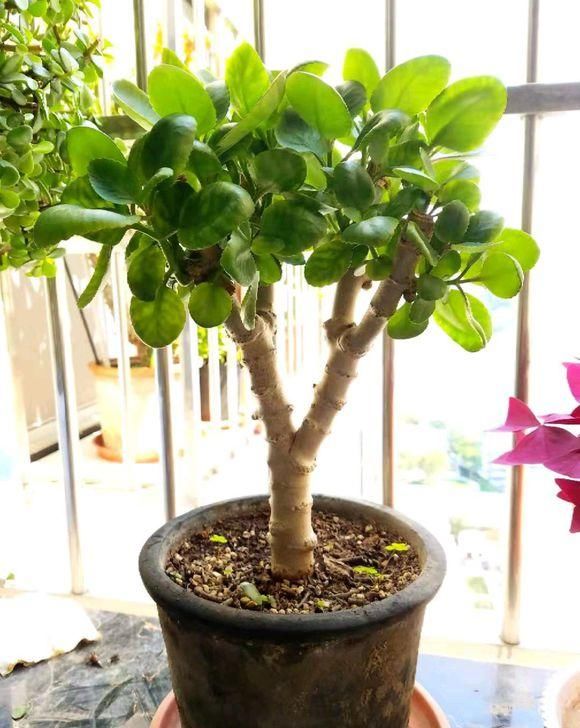 『枝条』养了3年的长寿花,长成一棵大树,开花上百朵!