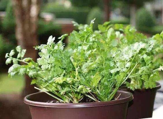  西红柿：这几种蔬菜，种在花盆里，一年四季吃不完的菜，真好