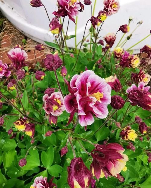  【翻天】5种花，名字土掉渣，架势却不小，花一开美翻天！