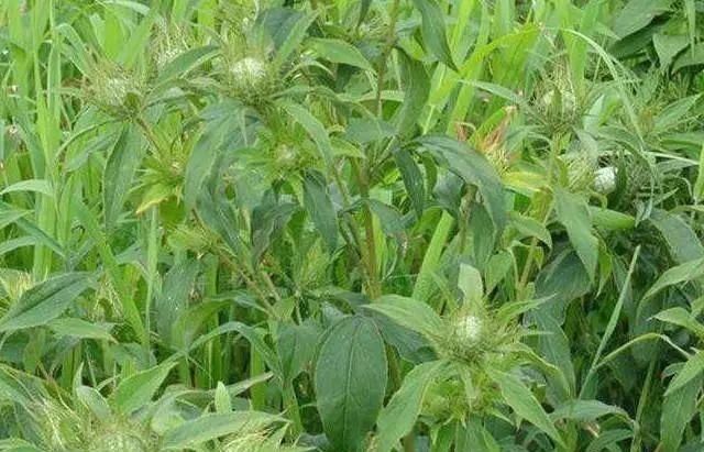  「种植」选择这三个项目，农村种植致富并不难