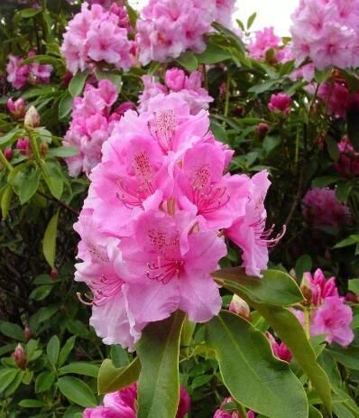  『毒素的花』3种花“晦气花”，最好不要养室内，实在就喜欢养在室外吧