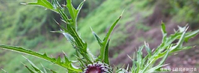 农村被称为“百草之王”的野草，却是一种中草药，见了一定带回家