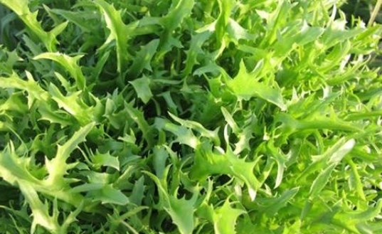 田地里常见的野草，如今不少人采摘或种植，是上好野菜，一斤9元