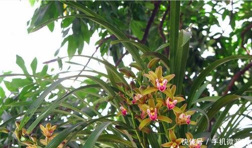  【特别】新手买兰花，这样选择，不然买一棵死一株，白白浪费钱
