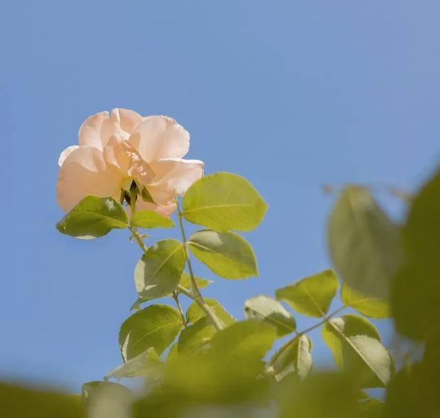  [大圣不空]这样调色，太温柔治愈了！