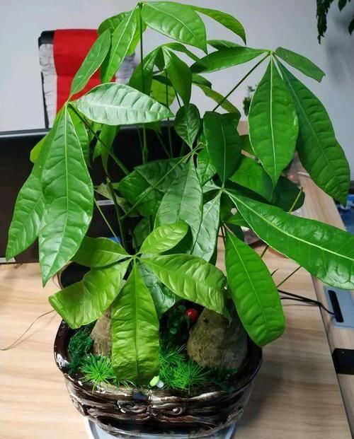  「休息」植物盆栽有讲究，养花都需要注意什么？应该摆放在哪里呢？