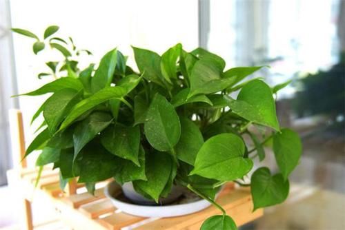  『植物』给绿萝、吊兰浇水别忽视，浇这2种“水”，两三天烂根黄叶