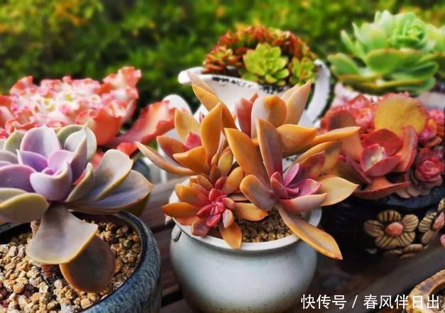 小东西|多肉在夏天,垫个“小东西”,不怕浇水不怕晒,越养越漂亮