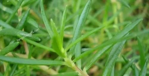  「调节」养花种草调节性情，又修身养性，别一不小心养了带毒的花！