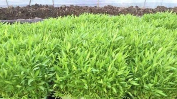  盆栽：这4种菜种阳台,发芽快长得快,一盆收获好多,叶子比盆景还美!