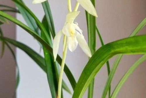  「盆土」兰花长势不好？掌握这2点，烂根、黄叶不再来，大白根呼呼长爆盆