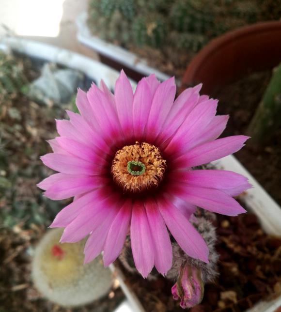 【品种】仙人球养好了,照样能开花,这5个品种,轻而易举养开花