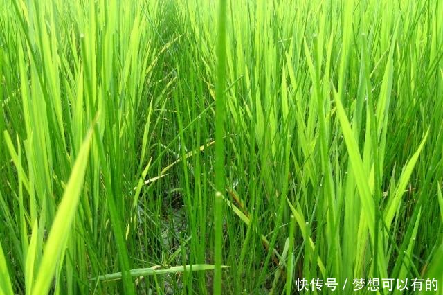 农村这野草远看状似“小麦”，价值竟也“不相上下”！