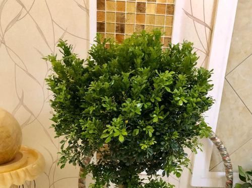  杀菌剂：米兰花盆栽常见细菌性病害，常被当作虫害防治，真菌性杀菌剂无效