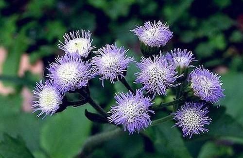  扦插：林中1种“紫花草”，花开清新可爱，折1枝条带回家，能做小巧盆栽