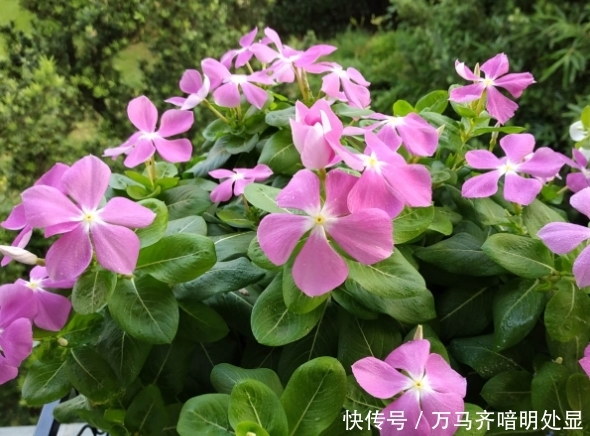 【茉莉花】8种“喜阳”花,夏天晒不死,一口气开大半年!