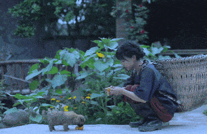  乡村旅游■李子柒的后院火了，2000万游客：这才是我想去的乡村