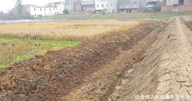 一斤泥鳅卖到35元，这样的泥鳅咋养的