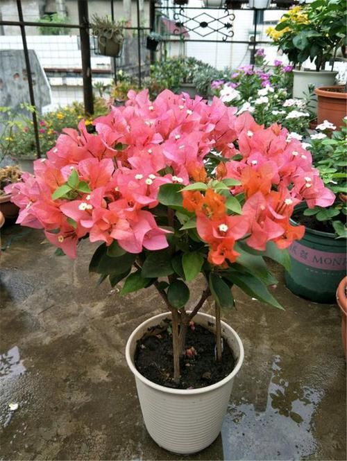  『三角梅』“三角梅”这样养，开花比叶子还多，简直太美了