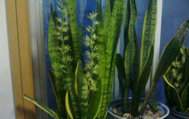  【不开花】家里养3种“耐旱花”，平时少浇水，开花更准时，花量大、花色艳