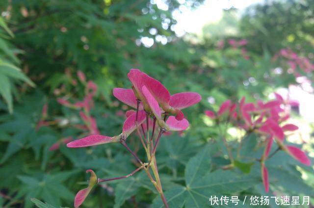  [轮生命]我爱春天的红枫叶
