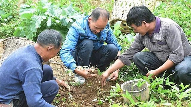  #嘴麻#玉米地里成片长，和红薯很像，小孩偷吃嘴麻了，老农民都