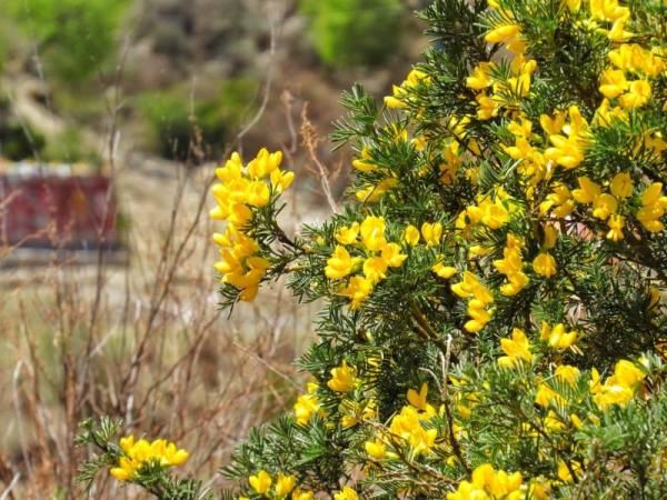  「大熊猫」植物界的“大熊猫”你见过吗？这两天在新龙开花了