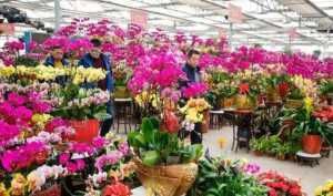  『没过多久』揭秘花店老板的套路：3种花不要买，不然没过多久只剩个空盆