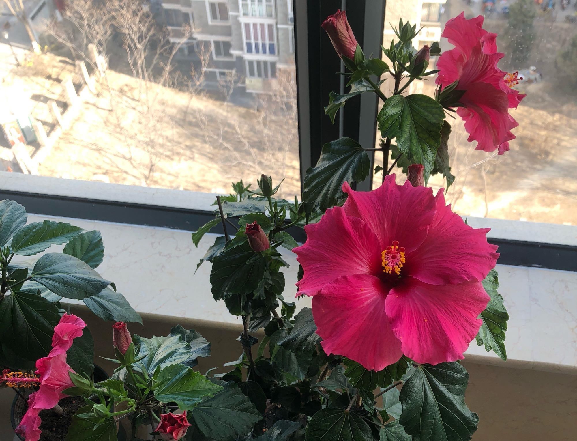  #低矮#全年开花不停，观赏价值高，植株低矮，种植容易，盆栽养花选这种