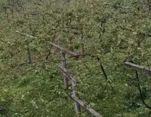 痛心！冰雹、暴雨、霜冻突袭，农民损失惨重！（附补救措施）