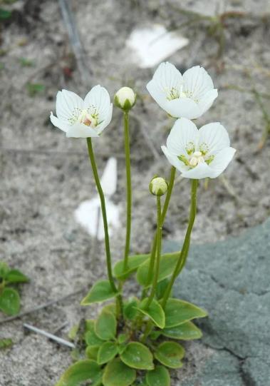  「有大」农村的一种野草，曾经被当做杂草给除掉，殊不知全草有大用途