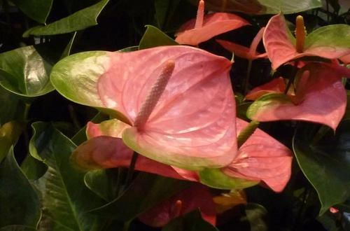  「要注意」红掌在室内养的几个关键，让花后还能开花，花朵更加斑斓