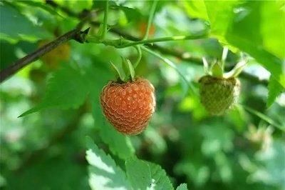 『果实』覆盆子的花白色,果实有红色,金色