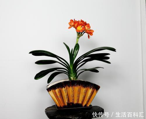  『身体』家里万万要养这几种植物，聪明人都懂，难怪家人身体越住越健康