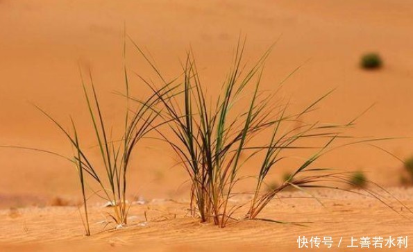  中国人|中国人化废为宝，在这片荒芜的沙漠种土豆，还收获了1万