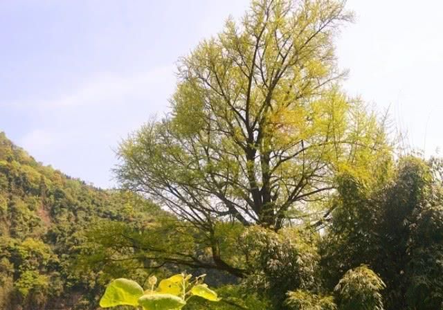  世外桃源■川西世外桃源村，蕴含着“都市人”向往的出世感