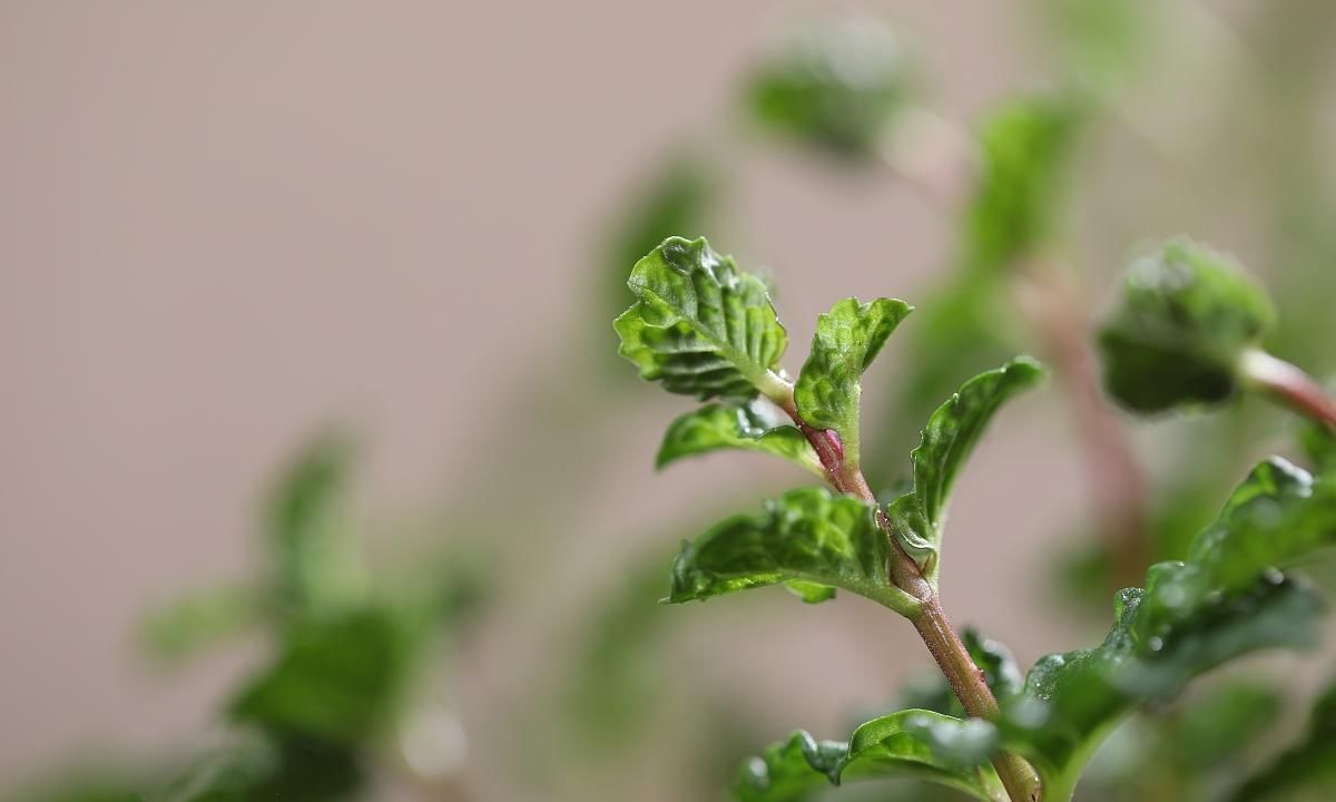 【把薄荷】薄荷如何扦插 薄荷扦插方法有哪些