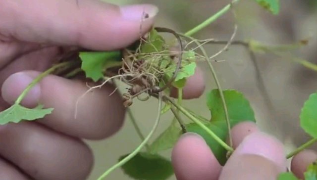  「鸡汤」这种野草深受农村人的喜欢，俗称“雷公根”，炖鸡汤喝