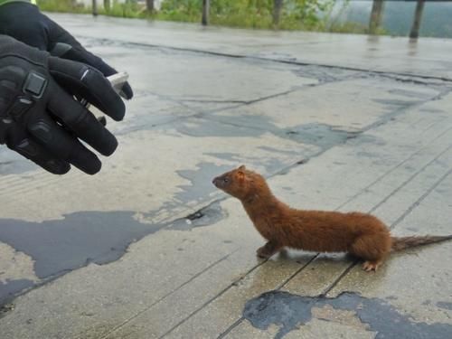 川藏线翻越二郎山，40分钟骑行30公里到泸定,居然错过看大渡河