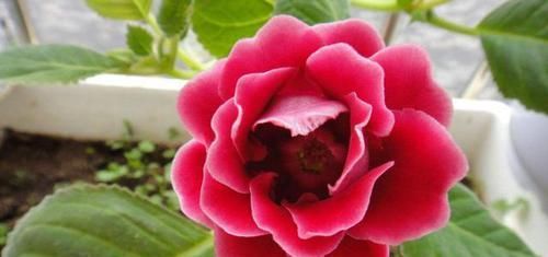 「不妨」觉得花卉开花很难?不妨尝试一下此三种,花大色艳爆盆简单,好养