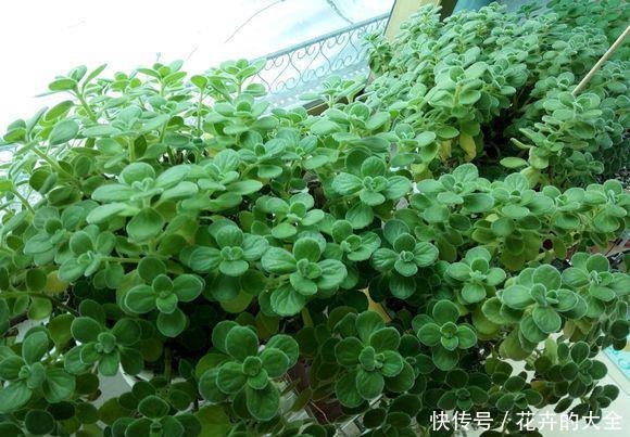  香味@小型绿植碰碰香，放在玄关上，出门“摸一摸”，全身都是香味